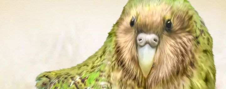 teste tes connaissances sur Les oiseaux spectaculaires