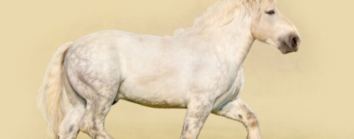 teste tes connaissances sur Les chevaux et les poneys
