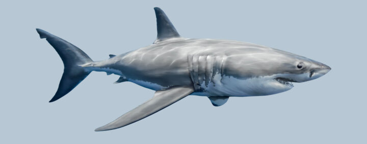 Un requin miniature