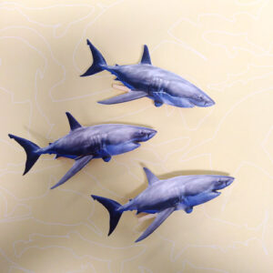 Un requin miniature