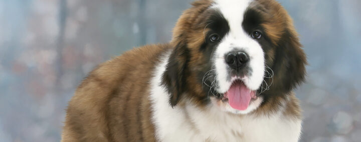 teste tes connaissances sur Les Chiens